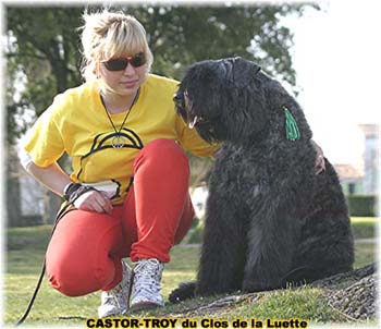bouvier des flandres du clos de la luette - copyright d&eacute;pos&eacute;